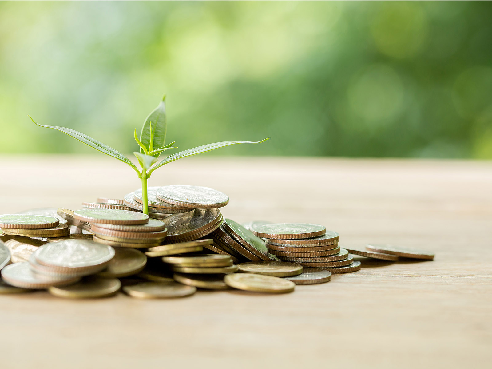 Warren UC - Private International College Consulting - Boost Your Business School Application with the Right Extracurriculars blog post - Small plant growing out of pile of coins - Freepik JComp